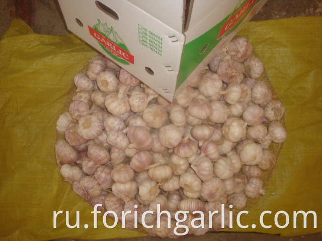 Normal White Garlic